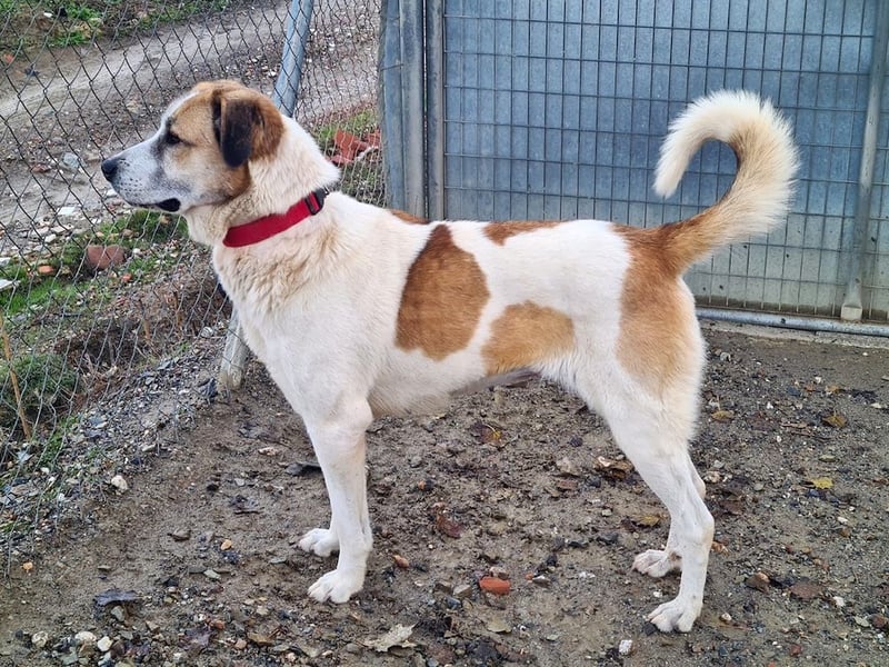 KAMILA-großartige Dame, freundlich, zugänglich, menschenbezogen, aufgeschlossen,  sucht ihr Zuhause