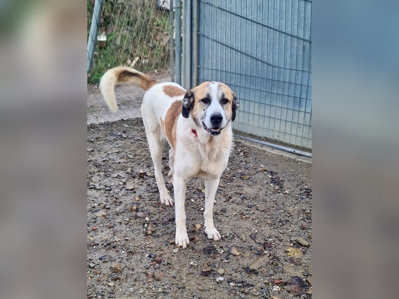 KAMILA-großartige Dame, freundlich, zugänglich, menschenbezogen, aufgeschlossen,  sucht ihr Zuhause