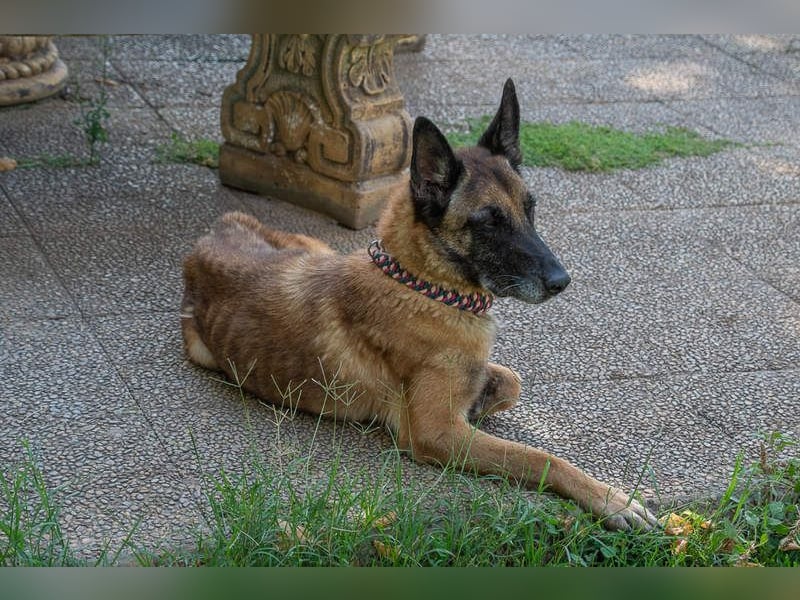 TUCA-sportlich wie ein Junghund,freundlich, menschenbezogen wartet auf ihr schönes Für-immer-Zuhause