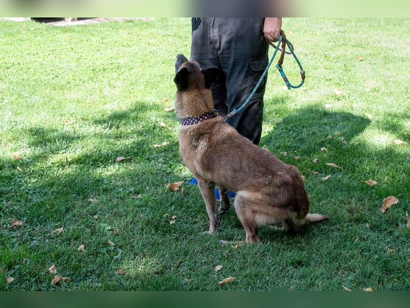 TUCA-sportlich wie ein Junghund,freundlich, menschenbezogen wartet auf ihr schönes Für-immer-Zuhause