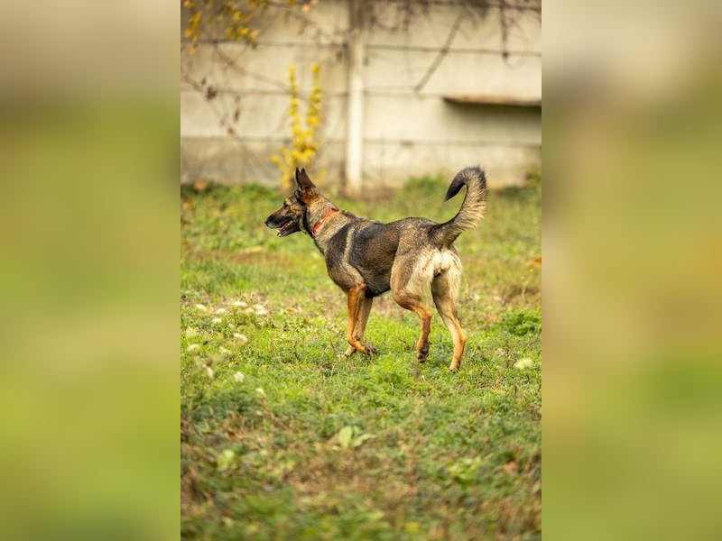 HERA-intelligent,neugierig, offen für jedes Abenteuer, liebt die Menschen und sucht ihr Zuhause