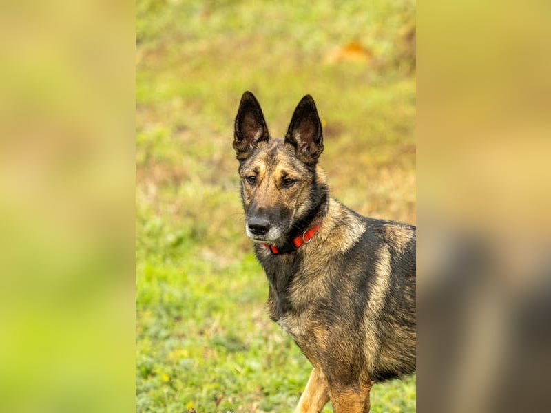 HERA-intelligent,neugierig, offen für jedes Abenteuer, liebt die Menschen und sucht ihr Zuhause