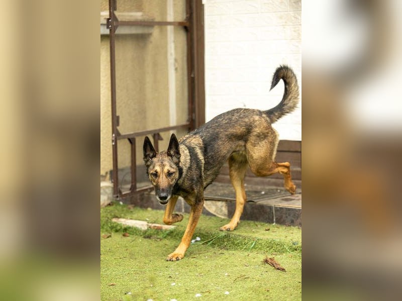 HERA-intelligent,neugierig, offen für jedes Abenteuer, liebt die Menschen und sucht ihr Zuhause