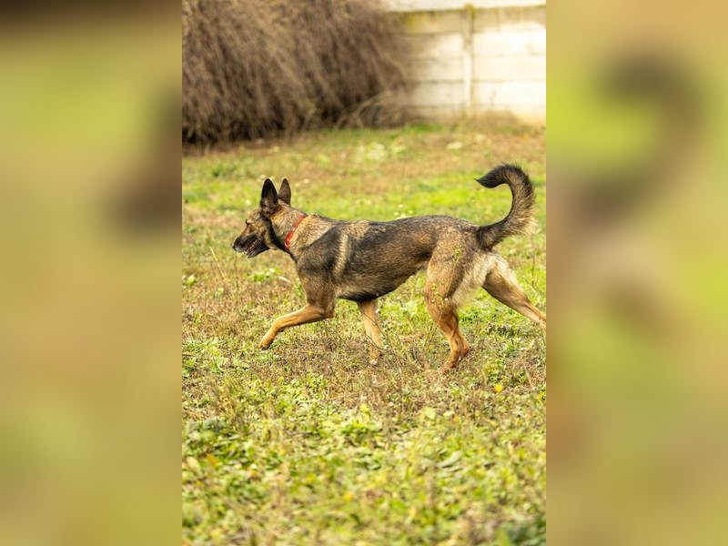 HERA-intelligent,neugierig, offen für jedes Abenteuer, liebt die Menschen und sucht ihr Zuhause