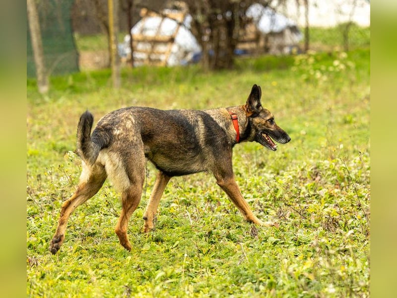 HERA-intelligent,neugierig, offen für jedes Abenteuer, liebt die Menschen und sucht ihr Zuhause