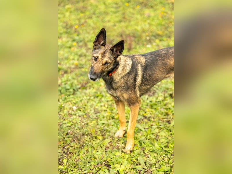 HERA-intelligent,neugierig, offen für jedes Abenteuer, liebt die Menschen und sucht ihr Zuhause