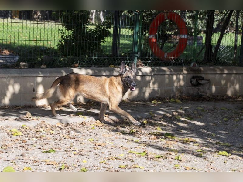 TUCA-sportlich wie ein Junghund,freundlich, menschenbezogen wartet auf ihr schönes Für-immer-Zuhause