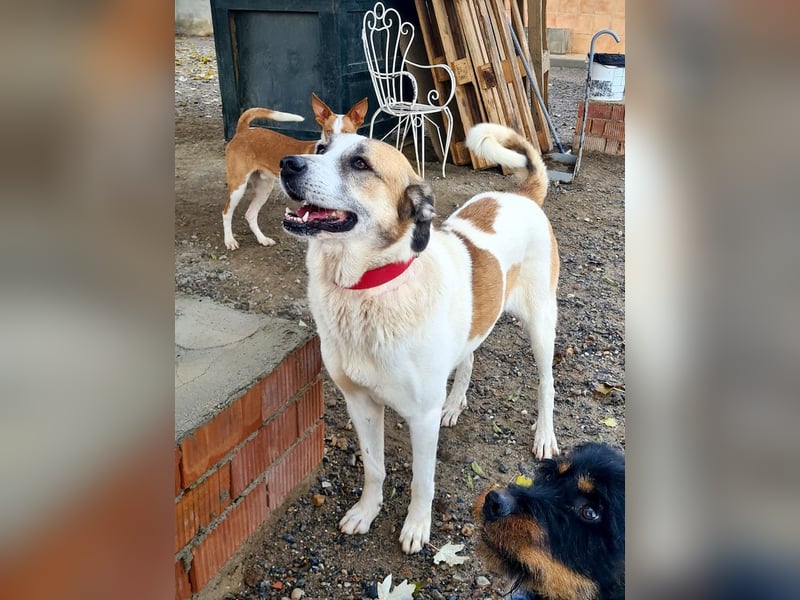 KAMILA-großartige Dame, freundlich, zugänglich, menschenbezogen, aufgeschlossen,  sucht ihr Zuhause