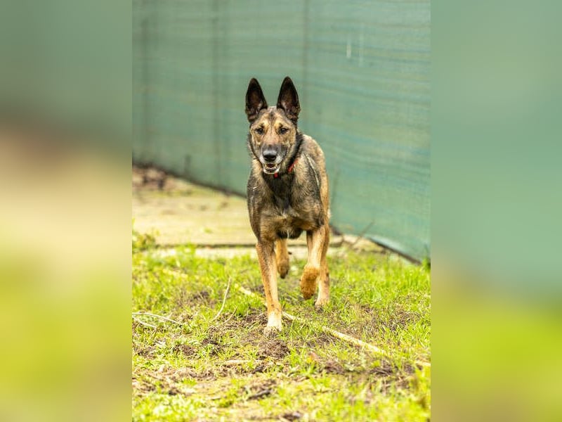 HERA-intelligent,neugierig, offen für jedes Abenteuer, liebt die Menschen und sucht ihr Zuhause