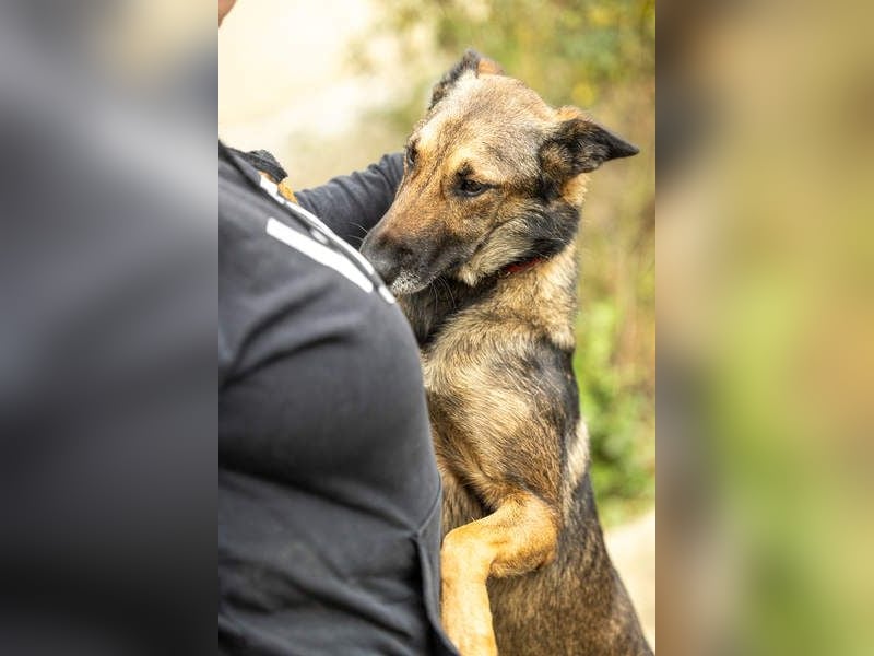 HERA-intelligent,neugierig, offen für jedes Abenteuer, liebt die Menschen und sucht ihr Zuhause