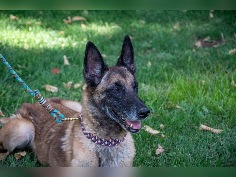 TUCA-sportlich wie ein Junghund,freundlich, menschenbezogen wartet auf ihr schönes Für-immer-Zuhause