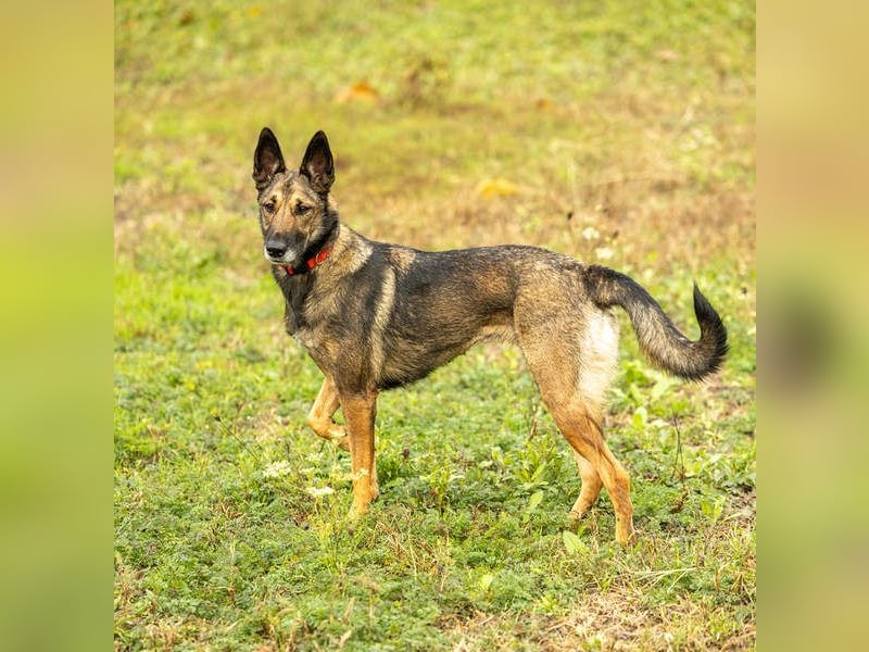 HERA-intelligent,neugierig, offen für jedes Abenteuer, liebt die Menschen und sucht ihr Zuhause