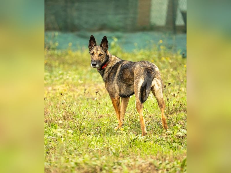 HERA-intelligent,neugierig, offen für jedes Abenteuer, liebt die Menschen und sucht ihr Zuhause