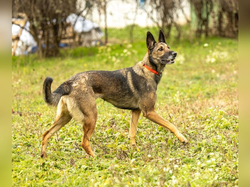 HERA-intelligent,neugierig, offen für jedes Abenteuer, liebt die Menschen und sucht ihr Zuhause