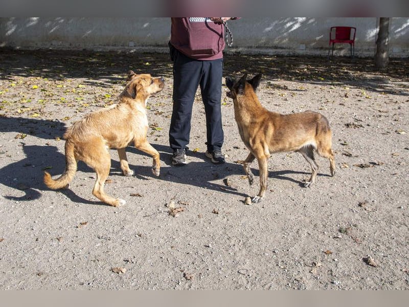 TUCA-sportlich wie ein Junghund,freundlich, menschenbezogen wartet auf ihr schönes Für-immer-Zuhause