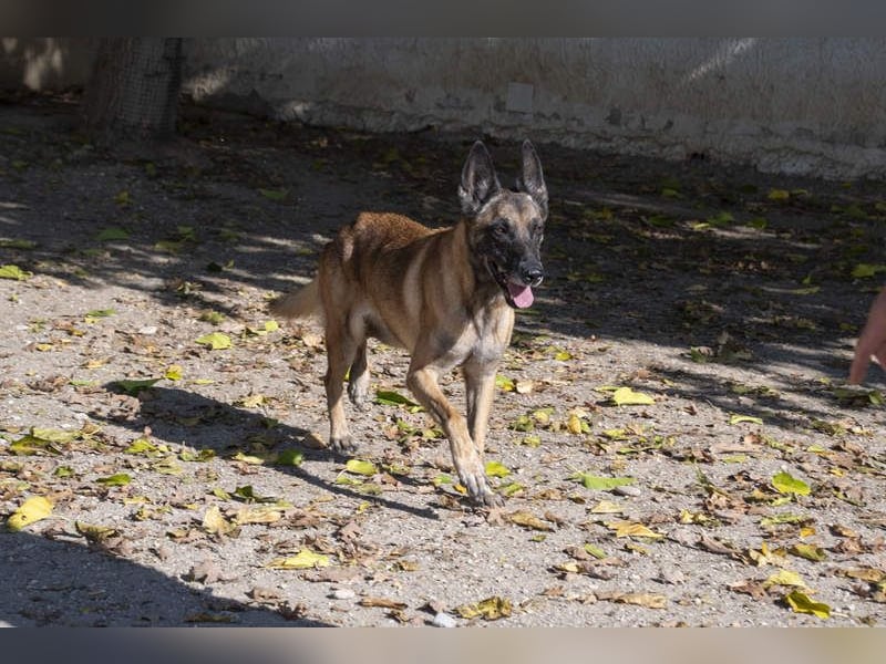 TUCA-sportlich wie ein Junghund,freundlich, menschenbezogen wartet auf ihr schönes Für-immer-Zuhause
