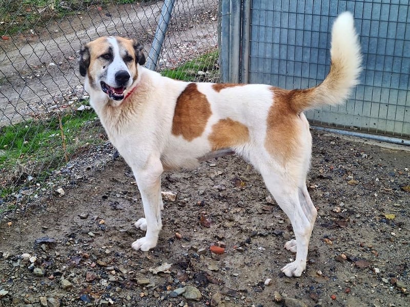 KAMILA-großartige Dame, freundlich, zugänglich, menschenbezogen, aufgeschlossen,  sucht ihr Zuhause