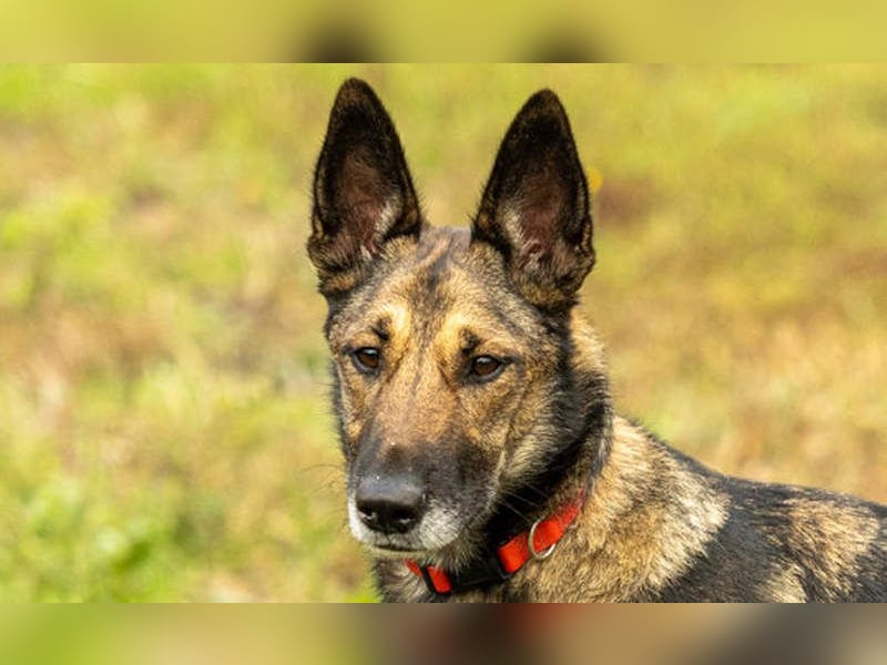 HERA-intelligent,neugierig, offen für jedes Abenteuer, liebt die Menschen und sucht ihr Zuhause