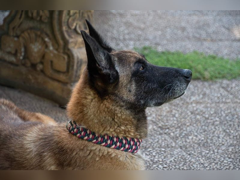 TUCA-sportlich wie ein Junghund,freundlich, menschenbezogen wartet auf ihr schönes Für-immer-Zuhause