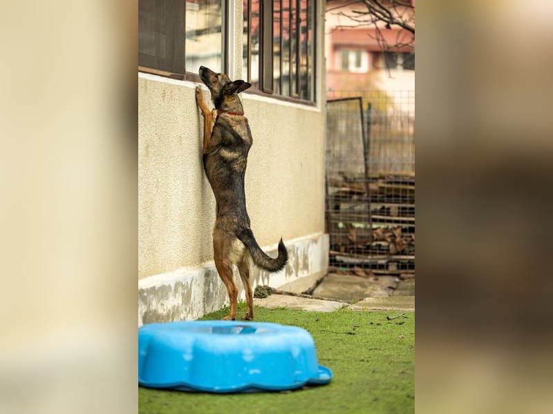 HERA-intelligent,neugierig, offen für jedes Abenteuer, liebt die Menschen und sucht ihr Zuhause