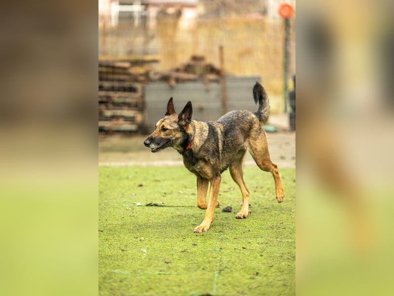 HERA-intelligent,neugierig, offen für jedes Abenteuer, liebt die Menschen und sucht ihr Zuhause