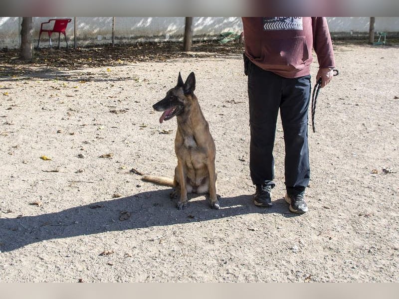 TUCA-sportlich wie ein Junghund,freundlich, menschenbezogen wartet auf ihr schönes Für-immer-Zuhause