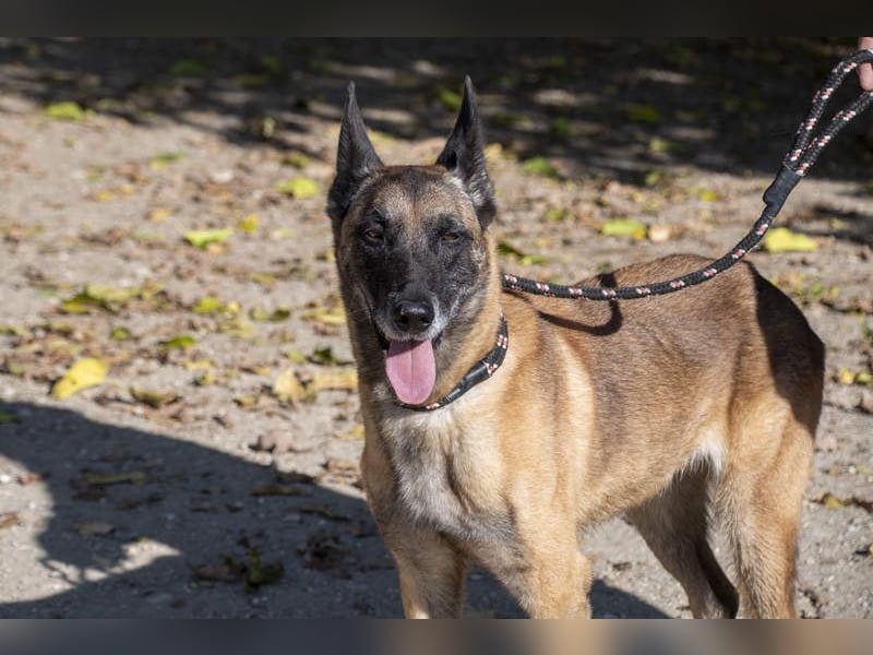 TUCA-sportlich wie ein Junghund,freundlich, menschenbezogen wartet auf ihr schönes Für-immer-Zuhause