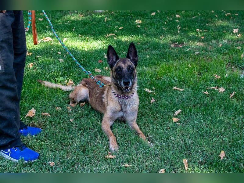 TUCA-sportlich wie ein Junghund,freundlich, menschenbezogen wartet auf ihr schönes Für-immer-Zuhause