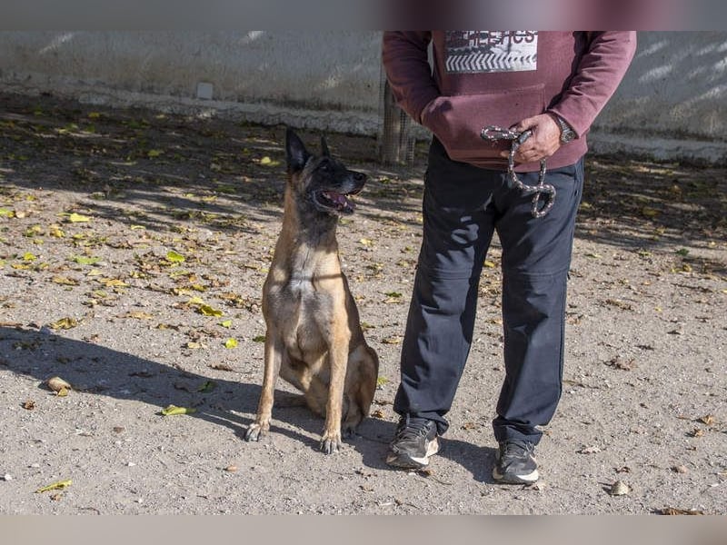 TUCA-sportlich wie ein Junghund,freundlich, menschenbezogen wartet auf ihr schönes Für-immer-Zuhause