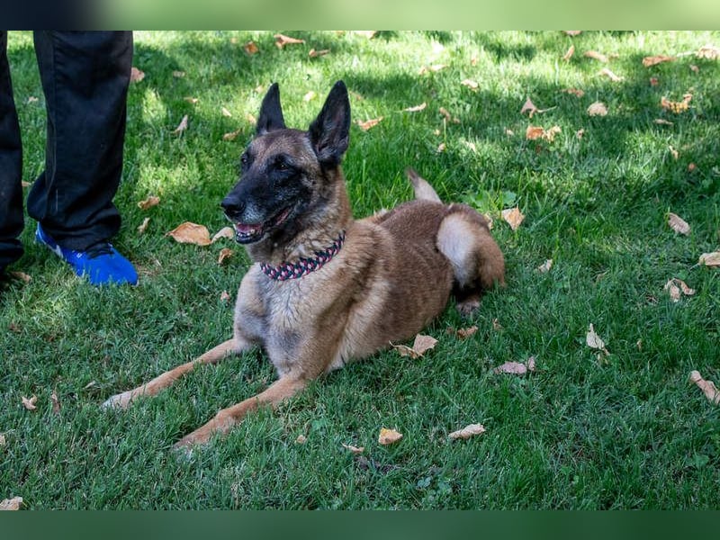 TUCA-sportlich wie ein Junghund,freundlich, menschenbezogen wartet auf ihr schönes Für-immer-Zuhause