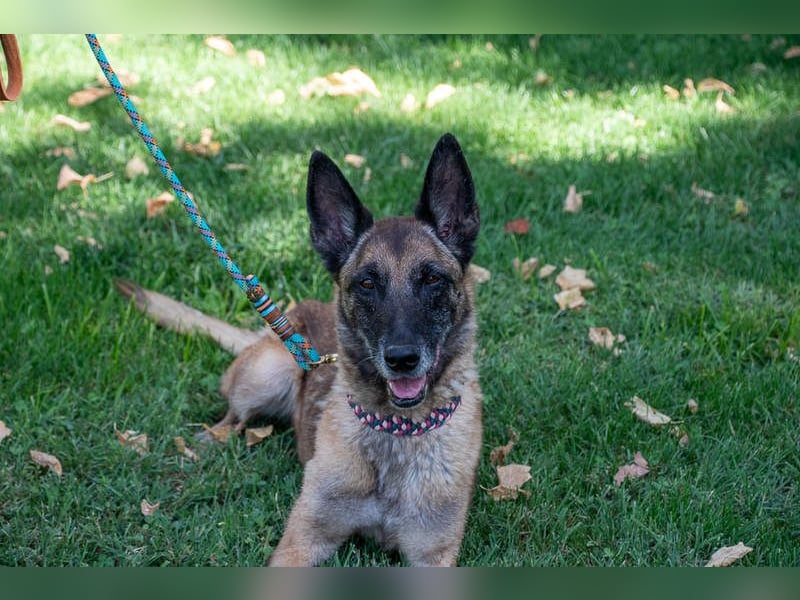 TUCA-sportlich wie ein Junghund,freundlich, menschenbezogen wartet auf ihr schönes Für-immer-Zuhause