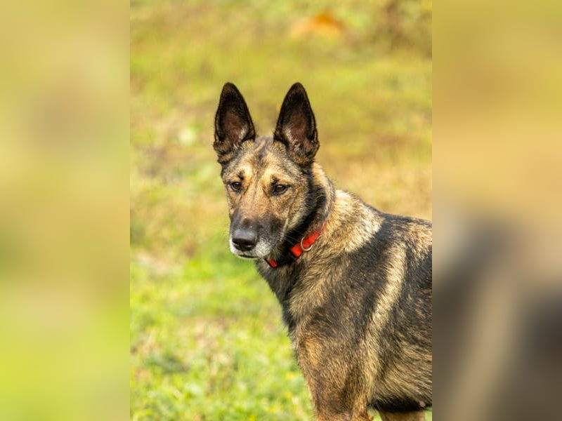 HERA-intelligent,neugierig, offen für jedes Abenteuer, liebt die Menschen und sucht ihr Zuhause