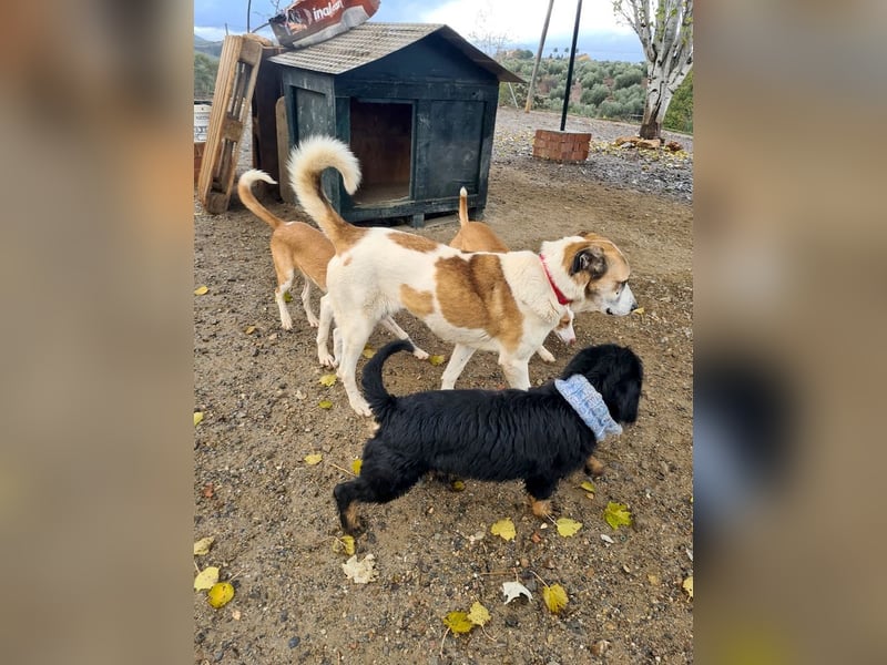 KAMILA-großartige Dame, freundlich, zugänglich, menschenbezogen, aufgeschlossen,  sucht ihr Zuhause