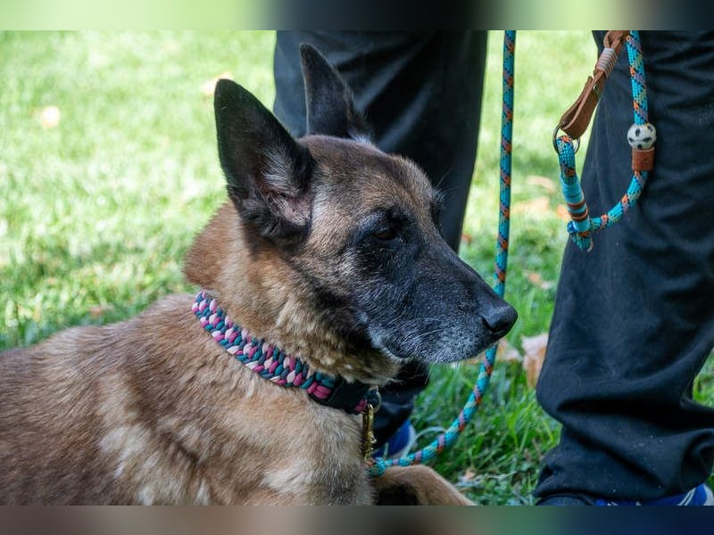 TUCA-sportlich wie ein Junghund,freundlich, menschenbezogen wartet auf ihr schönes Für-immer-Zuhause