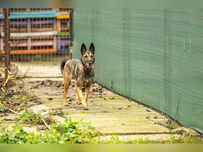 HERA-intelligent,neugierig, offen für jedes Abenteuer, liebt die Menschen und sucht ihr Zuhause