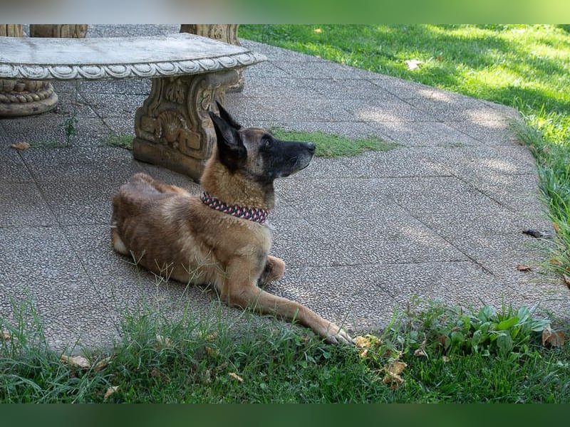 TUCA-sportlich wie ein Junghund,freundlich, menschenbezogen wartet auf ihr schönes Für-immer-Zuhause