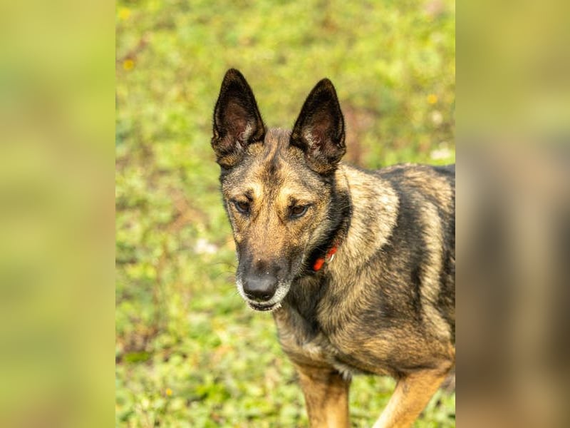 HERA-intelligent,neugierig, offen für jedes Abenteuer, liebt die Menschen und sucht ihr Zuhause