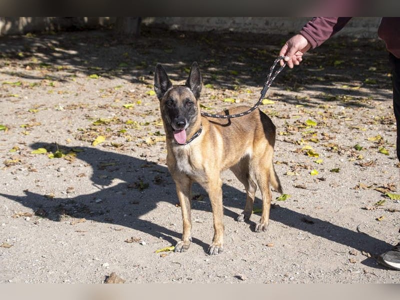 TUCA-sportlich wie ein Junghund,freundlich, menschenbezogen wartet auf ihr schönes Für-immer-Zuhause
