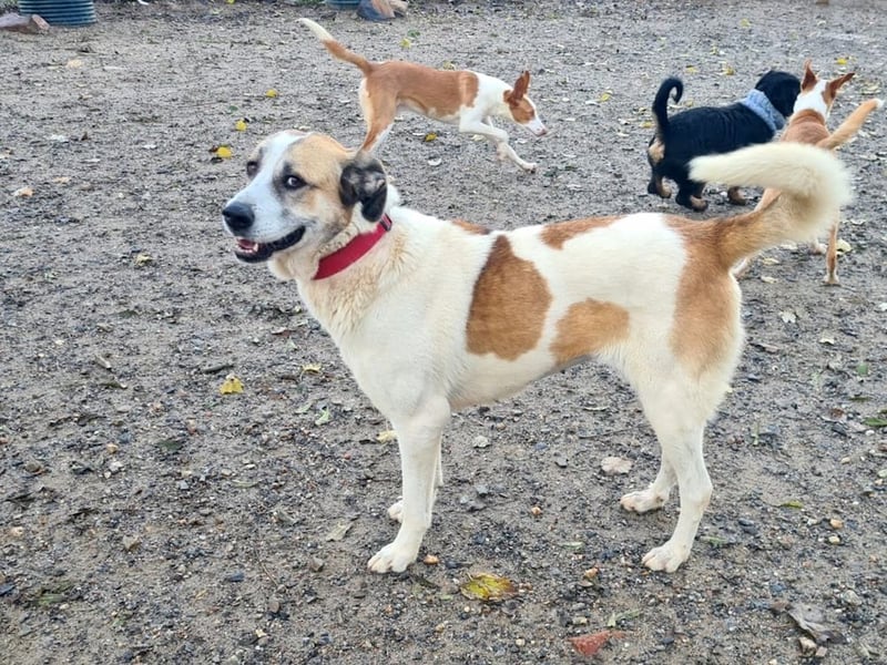 KAMILA-großartige Dame, freundlich, zugänglich, menschenbezogen, aufgeschlossen,  sucht ihr Zuhause