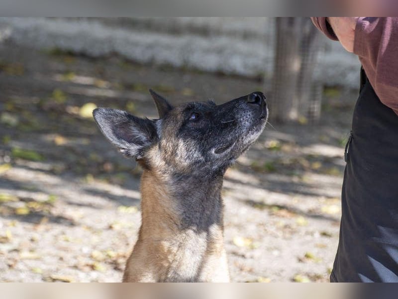 TUCA-sportlich wie ein Junghund,freundlich, menschenbezogen wartet auf ihr schönes Für-immer-Zuhause