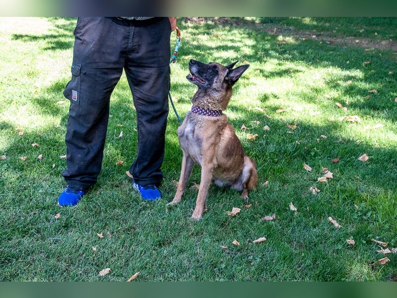 TUCA-sportlich wie ein Junghund,freundlich, menschenbezogen wartet auf ihr schönes Für-immer-Zuhause