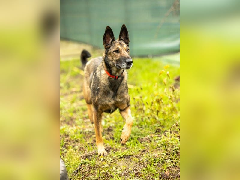 HERA-intelligent,neugierig, offen für jedes Abenteuer, liebt die Menschen und sucht ihr Zuhause