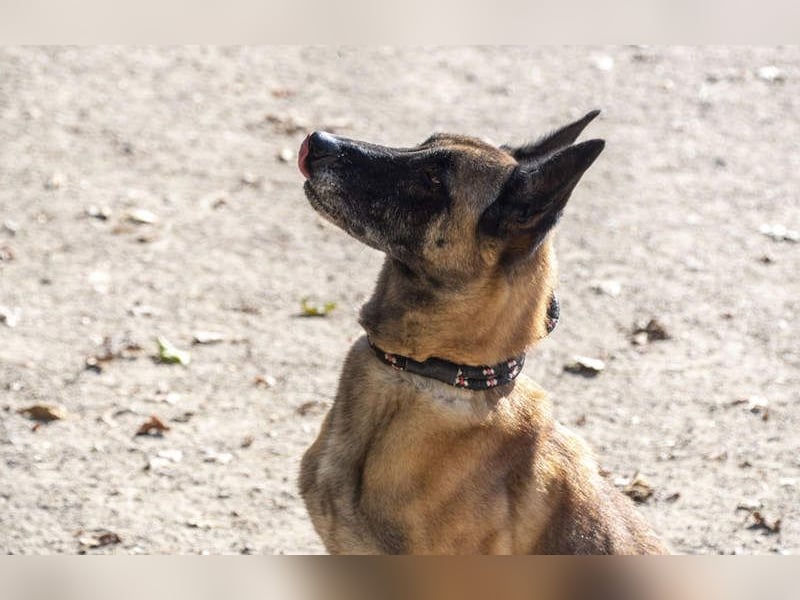 TUCA-sportlich wie ein Junghund,freundlich, menschenbezogen wartet auf ihr schönes Für-immer-Zuhause