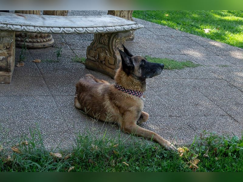 TUCA-sportlich wie ein Junghund,freundlich, menschenbezogen wartet auf ihr schönes Für-immer-Zuhause