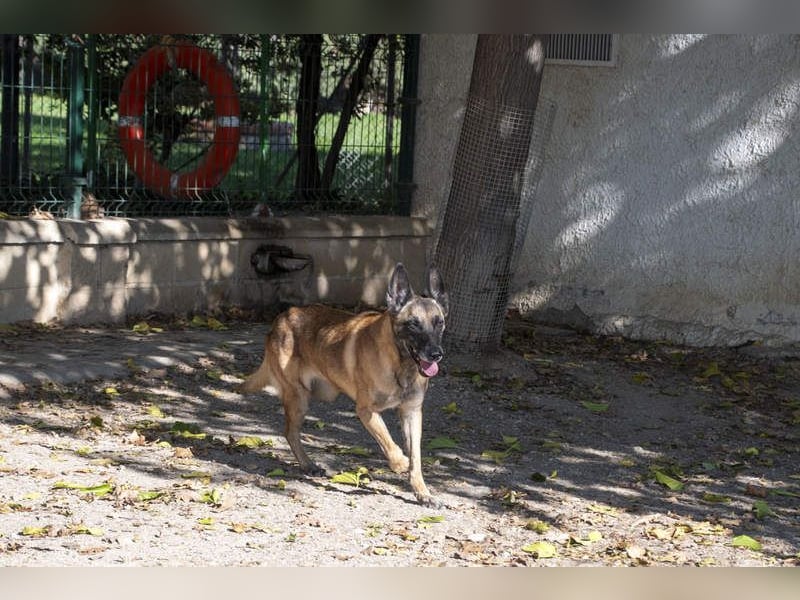 TUCA-sportlich wie ein Junghund,freundlich, menschenbezogen wartet auf ihr schönes Für-immer-Zuhause