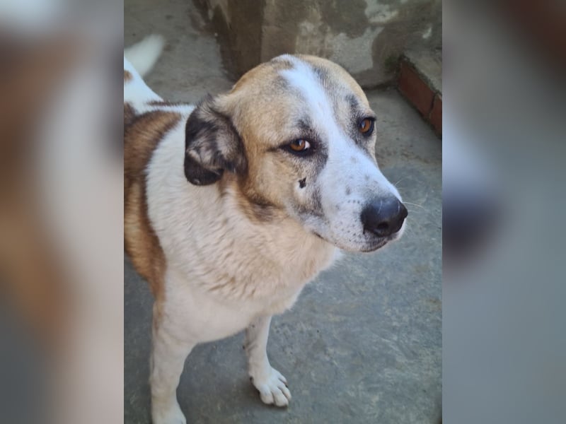 KAMILA-großartige Dame, freundlich, zugänglich, menschenbezogen, aufgeschlossen,  sucht ihr Zuhause