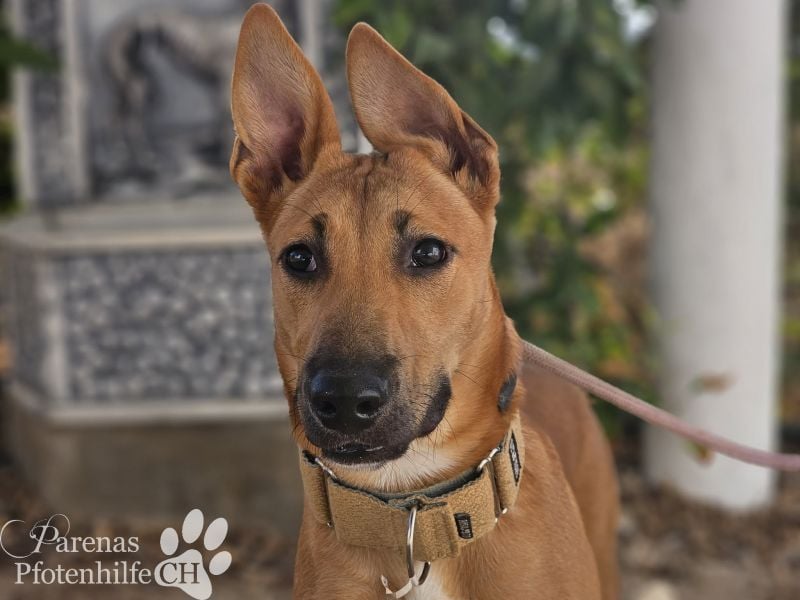 Grazia ist ein sportliches, intelligentes Malinois Mischlings Mädel