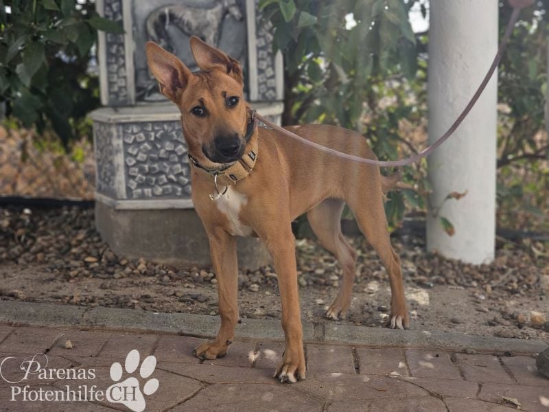 Grazia ist ein sportliches, intelligentes Malinois Mischlings Mädel