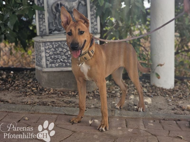 Grazia ist ein sportliches, intelligentes Malinois Mischlings Mädel