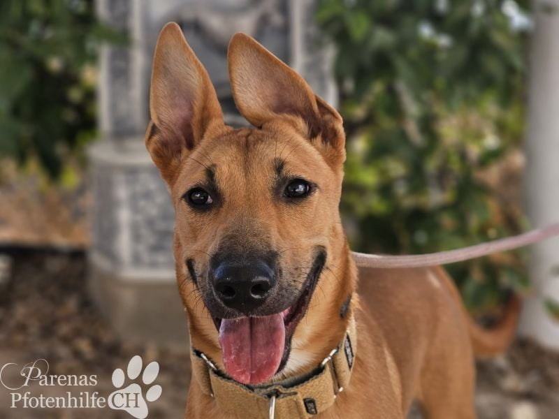 Grazia ist ein sportliches, intelligentes Malinois Mischlings Mädel